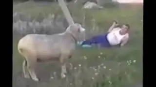 Funny Animal angry
