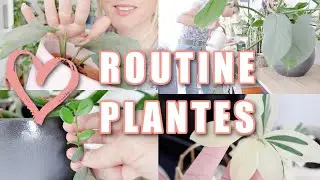 🪴 Indoor Plant Routine 🪴 Relaxing houseplant care video 🌿