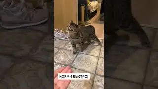 Накорми кота. 
