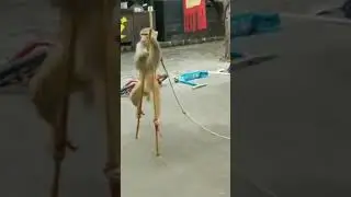 Funny Monkey Dance बन्दर का खेल Comedy Drama in India  Bandar ka khel कॉमेडी , मदारी, Madari #shorts