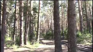 В лесу на муринских
