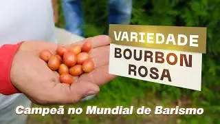 CONHEÇA A VARIEDADE BOURBON ROSA | Uma variedade campeã mundial de Barismo