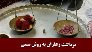 برداشت سنتی زعفران در خراسان جنوبی