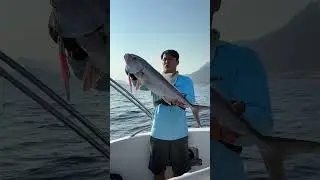 130 GR JİG İLE KUZU AVI