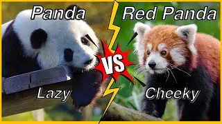 Panda vs Red Panda: Which One is Better? | Similarities and Differences #panda #redpanda #giantpanda