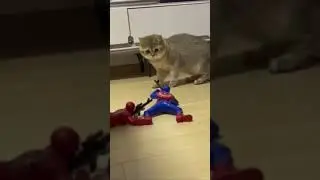cats #catsmeme #cats #cat #day #thebest #catmemes #video #videoshort #catsshorts