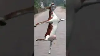 Fanny cow dance video 2024. dancing cow ।#cow #cowsong #cowdance
