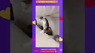 Gatinho maromba!!! #shorts (cute baby cats)