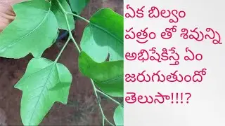 eka bilvam// single leaf mareydu//ఏక బిల్వం