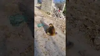 Walk of monkeys