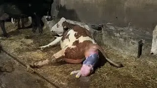 SIMMENTAL COW BIRTH 2022