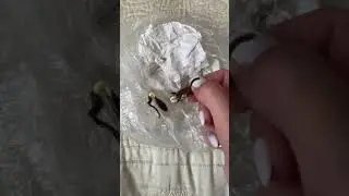 Семена хурмы