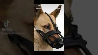 Dogs Collar and Straps || tiktok