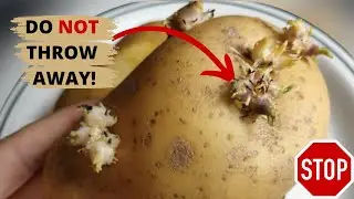 🥔DO NOT THROW AWAY POTATO PEEL SPROUT! DO THIS INSTEAD