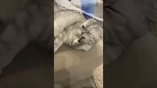 Кот печатает на 3д принтере