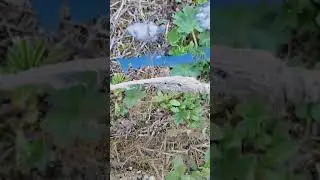 Рахмановские 🔑(Арасан кайнары) КатонКарагайский национальный парк.