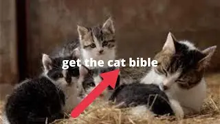 The Cat Language Bible [2022]