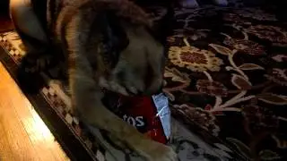 Drover vs an empty bag of chips!