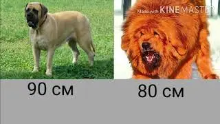 Тибетский мастиф против английского мастифа.