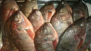 السمك المشوي بطريقه سهله وسريعه مع صدفه جاد
