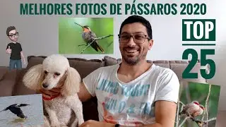 Melhores fotos de pássaros 2020