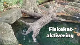 Fiskekat-aktivering