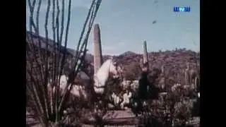 The Legend of Bigfoot