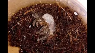 Как линяет паук, видео в ускоренном режиме.