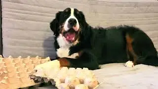 Dog destroyed egg carton #dog