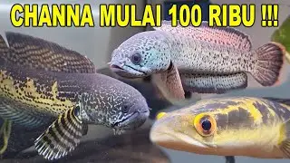 CHANNA MULAI DARI 100 RIBUAN DI TOKO IKAN INI