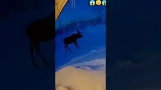 откинул  приколы 2022 #shorts  #tiktok  #funny  #jokes  #animal