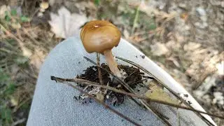 Коллибия Лесолюбивая (Gymnopus dryophilus)