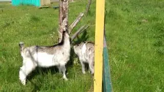 ну прям как дети малые
