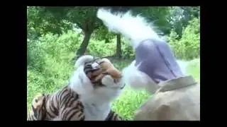 The Tiger Vs Gentle Story