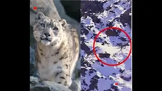 Rare footage of Snow Leopard jumping off the mountain to hunt