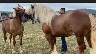 🔥Horse Bazaar in Romania 🔥🐴💪Beauty