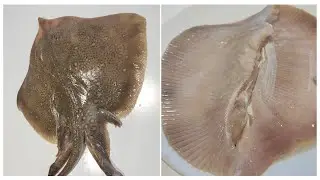 Como QUITAR la PIEL a la RAYA 🐟 (FACIL y RAPIDA)🚀
