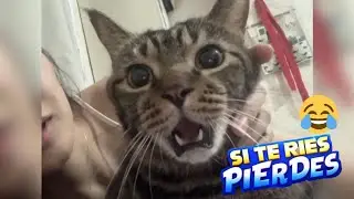 ANIMALES GRACIOSOS PARA LLORAR DE LA RISA #videosdeanimales #videoderisa