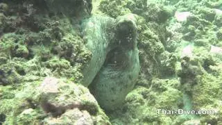 THAI-DIVE.com Обучение дайвингу на Пхукете