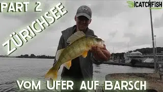 Zürichsee - Vom Ufer auf Barsch - Part 2 #Zürich #icatchfish #perch #barsch #Egli