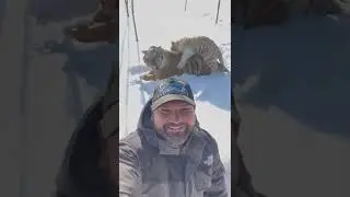 ЗИМНИЕ тИГРЫ