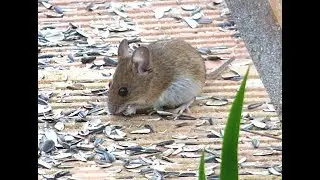 Video 16 Noix vs souris plaisanterie Mouse vs walnut joke music infrared 720p 1 57mn