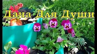 ВИОЛА: три схемы выращивания🌻🌻🌻