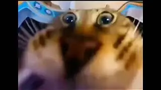 hlebalo