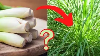 No Need For A Garden, Growing LemonGrass At used Jerry Can