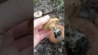 свинушка тонкая-опасный гриб
