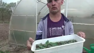 Как сажать кабачки