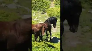 vahşi yılkı atları #yılkıatları#horse #horse#yilkıatı #afyon#wildhorses #kumalardağı #sandıklı