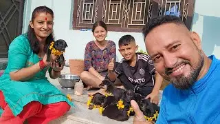 Street Dogs | Love animal | love street Dogs 👍️👍️