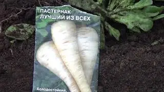 ПАСТЕРНАК. Ноябрьский посев.